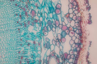 Sınıf eğitimi için mikroskop altında bitki dokusu çalışması.