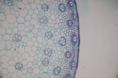 Sınıf eğitimi için mikroskop altında bitki dokusu çalışması.