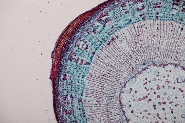 Sınıf eğitimi için mikroskop altında bitki dokusu çalışması.