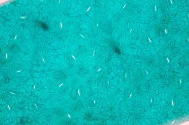 Sınıf eğitimi için mikroskop altında bitki dokusu çalışması.