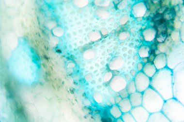 Sınıf eğitimi için mikroskop altında bitki dokusu çalışması.