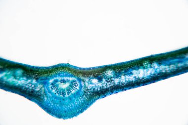 Sınıf eğitimi için mikroskop altında bitki dokusu çalışması.