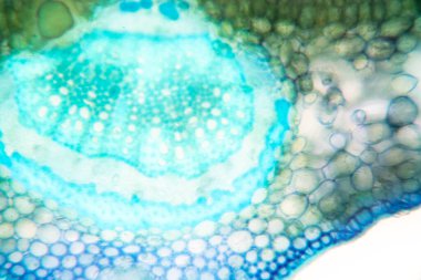 Sınıf eğitimi için mikroskop altında bitki dokusu çalışması.