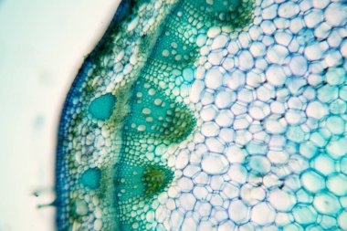 Sınıf eğitimi için mikroskop altında bitki dokusu çalışması.