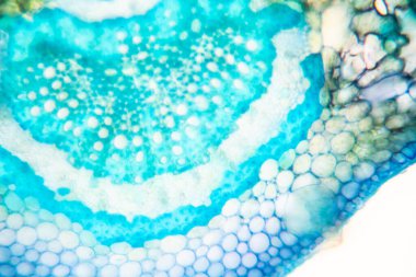 Sınıf eğitimi için mikroskop altında bitki dokusu çalışması.