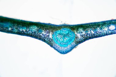 Sınıf eğitimi için mikroskop altında bitki dokusu çalışması.