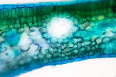 Sınıf eğitimi için mikroskop altında bitki dokusu çalışması.