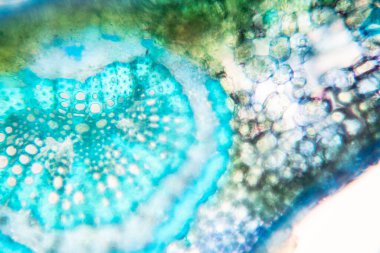 Sınıf eğitimi için mikroskop altında bitki dokusu çalışması.