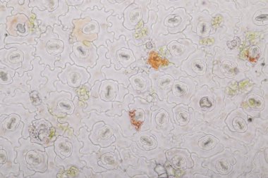 Sınıf eğitimi için mikroskop altında bitki dokusu çalışması.