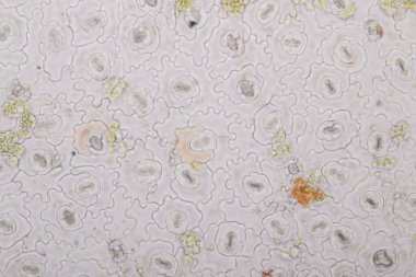 Sınıf eğitimi için mikroskop altında bitki dokusu çalışması.