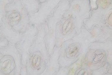 Sınıf eğitimi için mikroskop altında bitki dokusu çalışması.