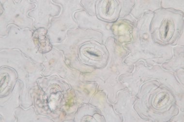 Sınıf eğitimi için mikroskop altında bitki dokusu çalışması.