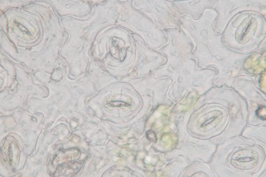 Sınıf eğitimi için mikroskop altında bitki dokusu çalışması.