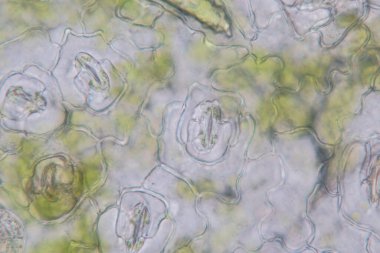 Sınıf eğitimi için mikroskop altında bitki dokusu çalışması.