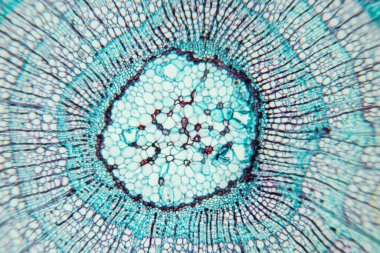 Sınıf eğitimi için mikroskop altında bitki dokusu çalışması.