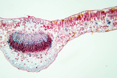 Sınıf eğitimi için mikroskop altında bitki dokusu çalışması.