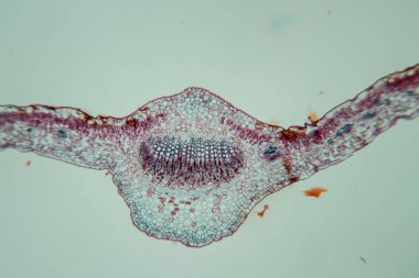 Sınıf eğitimi için mikroskop altında bitki dokusu çalışması.