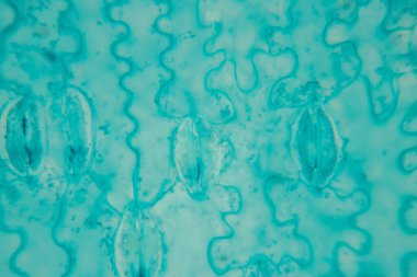 Sınıf eğitimi için mikroskop altında bitki dokusu çalışması.