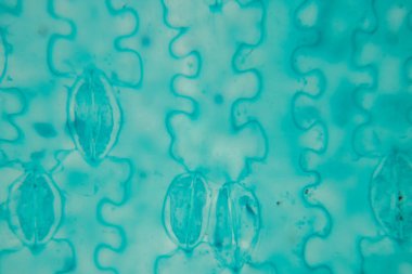 Sınıf eğitimi için mikroskop altında bitki dokusu çalışması.