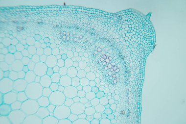 Sınıf eğitimi için mikroskop altında bitki dokusu çalışması.