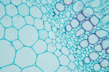 Sınıf eğitimi için mikroskop altında bitki dokusu çalışması.