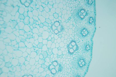 Sınıf eğitimi için mikroskop altında bitki dokusu çalışması.