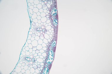 Sınıf eğitimi için mikroskop altında bitki dokusu çalışması.