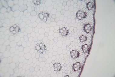 Sınıf eğitimi için mikroskop altında bitki dokusu çalışması.