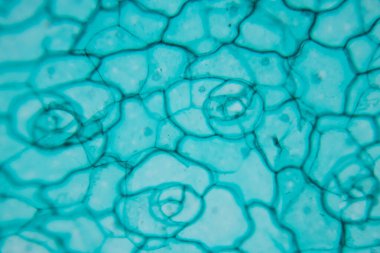 Sınıf eğitimi için mikroskop altında bitki dokusu çalışması.