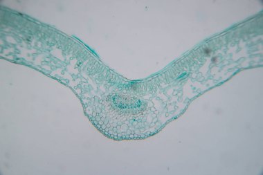 Sınıf eğitimi için mikroskop altında bitki dokusu çalışması.