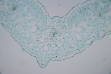 Sınıf eğitimi için mikroskop altında bitki dokusu çalışması.