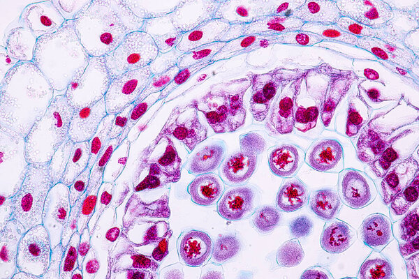 The study Plant tissue of under the microscope for classroom education.