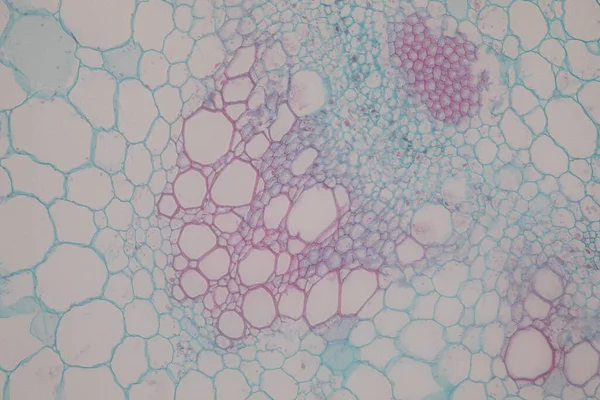 Studie Plantenweefsel Van Onder Microscoop Voor Klaslokaal Onderwijs — Stockfoto