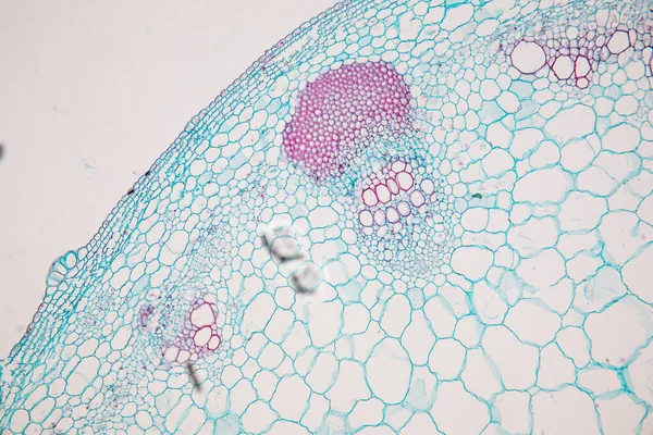 Estudio Tejido Vegetal Bajo Microscopio Para Educación Aula —  Fotos de Stock