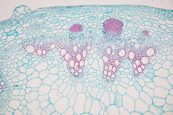 The study Plant tissue of under the microscope for classroom education.