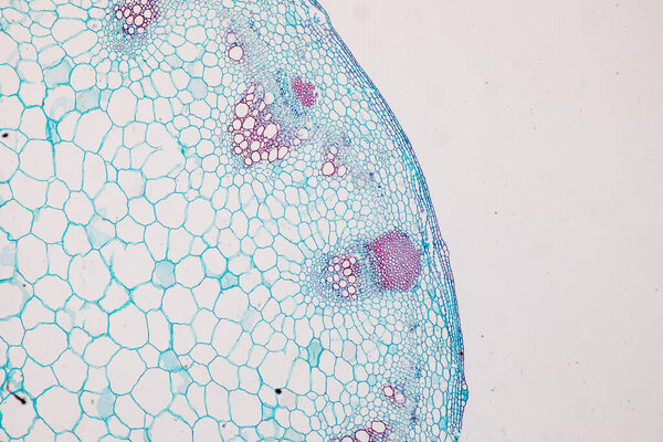 The study Plant tissue of under the microscope for classroom education.