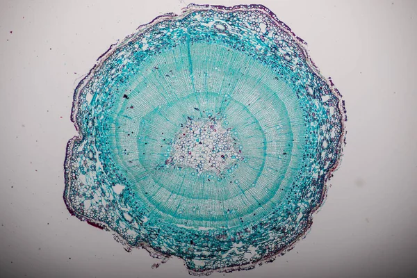 Badanie Tkanka Roślinna Pod Mikroskopem Edukacji Klasowej — Zdjęcie stockowe