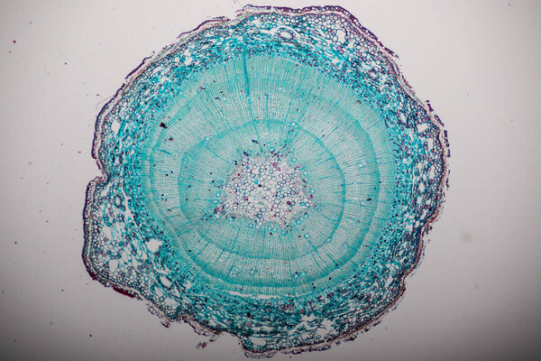 The study Plant tissue of under the microscope for classroom education.