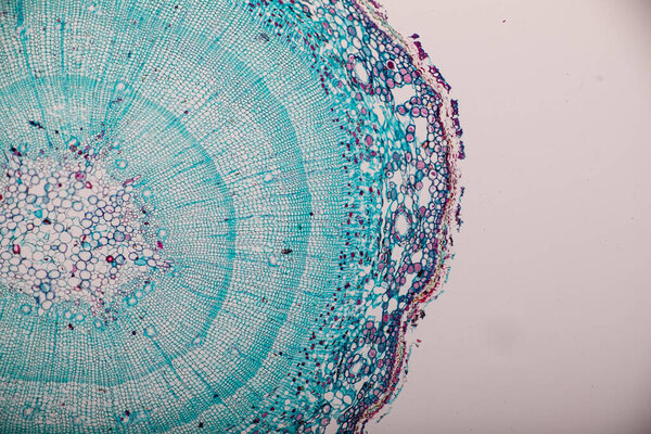 The study Plant tissue of under the microscope for classroom education.