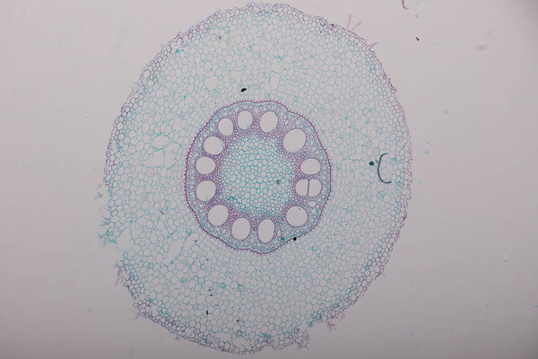 The study Plant tissue of under the microscope for classroom education.