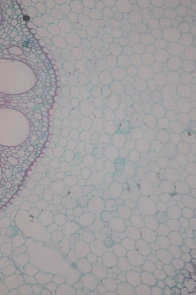 Μελέτη Φυτικός Ιστός Κάτω Από Μικροσκόπιο Για Την Εκπαίδευση Στην — Φωτογραφία Αρχείου