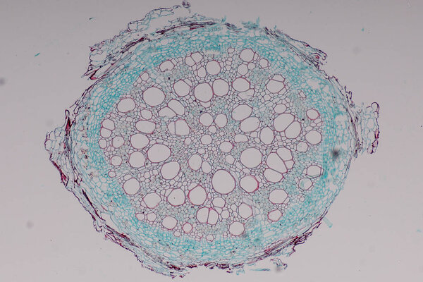 The study Plant tissue of under the microscope for classroom education.