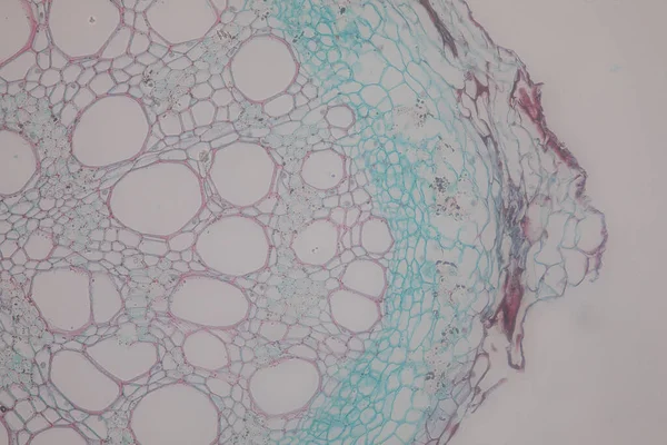 Estudo Tecido Vegetal Sob Microscópio Para Educação Sala Aula — Fotografia de Stock