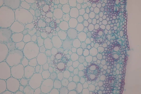 Badanie Tkanka Roślinna Pod Mikroskopem Edukacji Klasowej — Zdjęcie stockowe