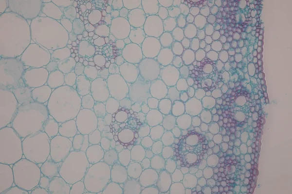 显微镜下用于课堂教学的植物组织研究 — 图库照片