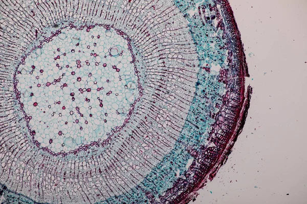 The study Plant tissue of under the microscope for classroom education.