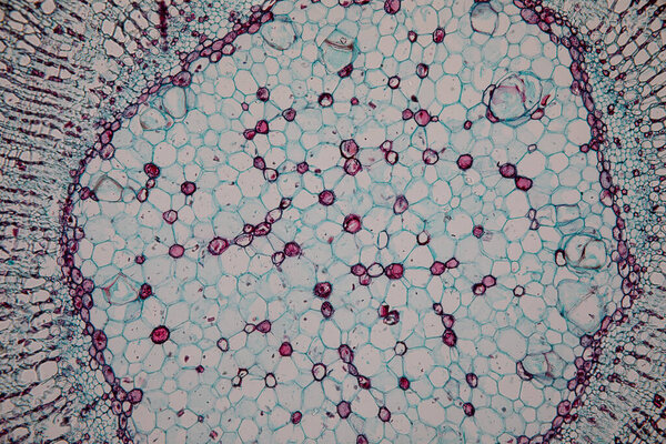 The study Plant tissue of under the microscope for classroom education.