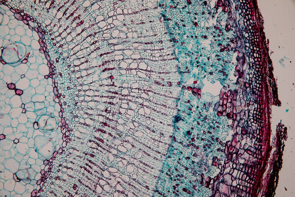 The study Plant tissue of under the microscope for classroom education.