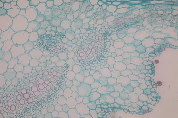 교육을 현미경으로 식물의 조직을 — 스톡 사진
