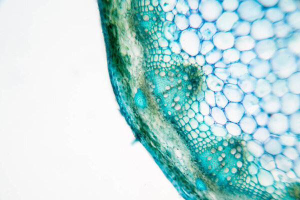 The study Plant tissue of under the microscope for classroom education.